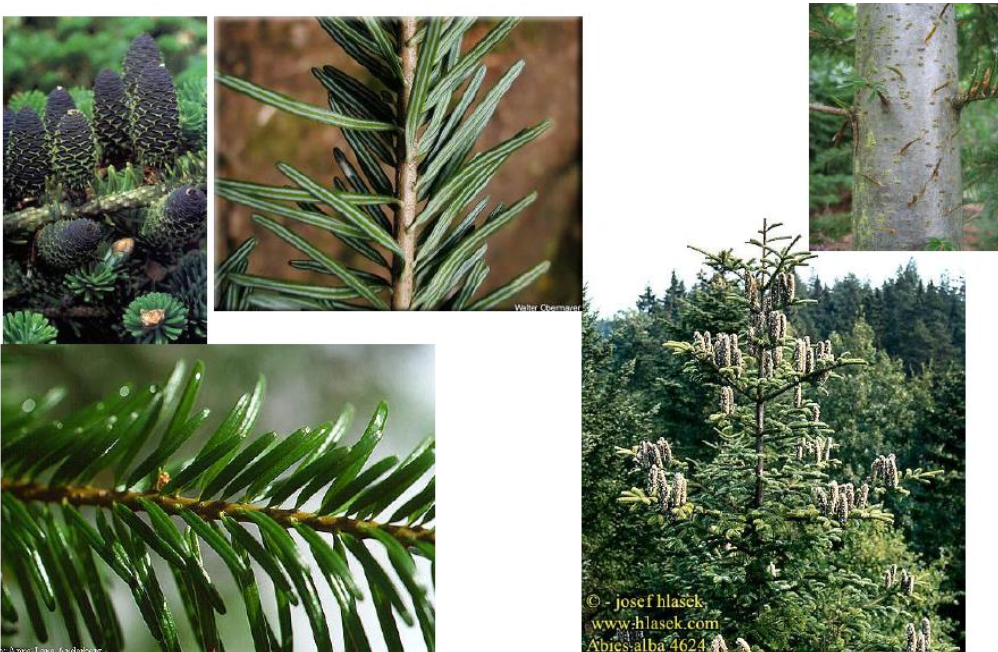 abies alba