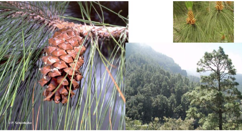 pinus canariensis