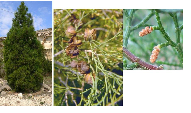 Tetraclinis articulata