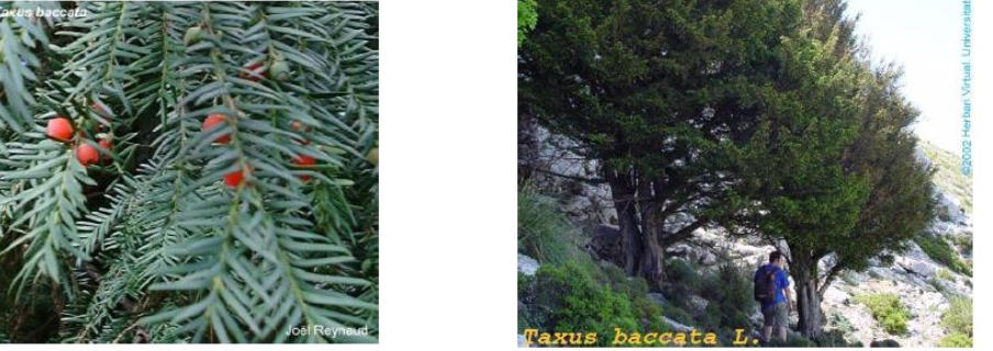 Taxus baccata
