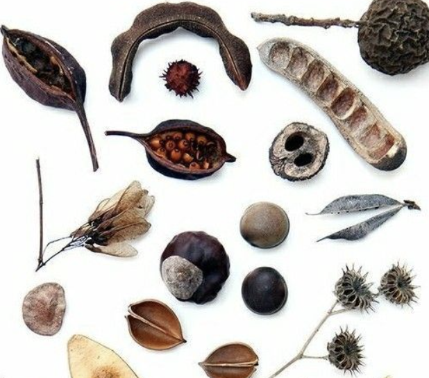 tipos de semillas