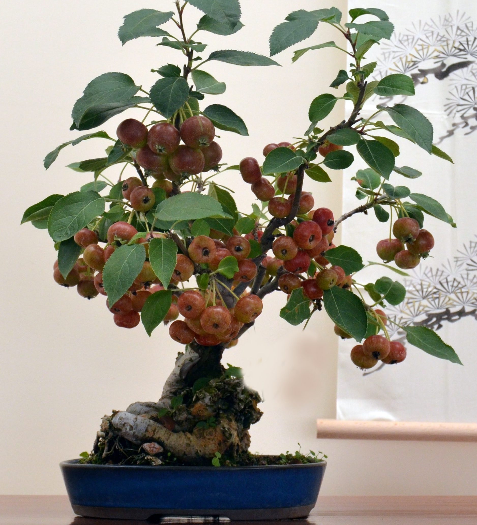 bonsai de fruto