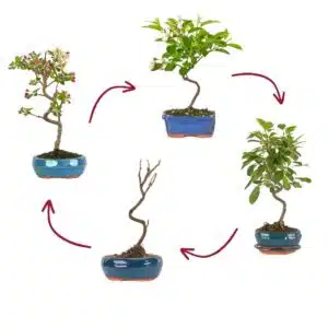 bonsai de hoja caduca