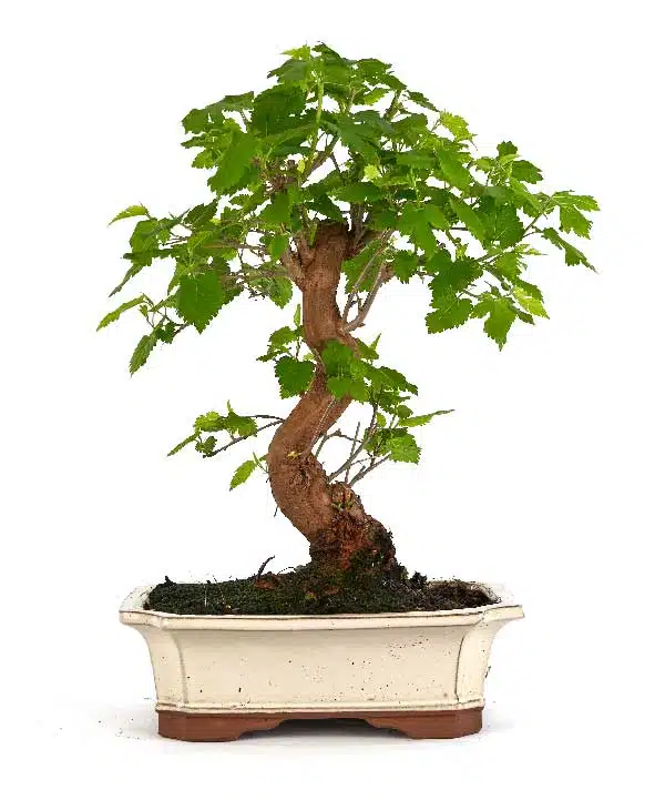 morera bonsai