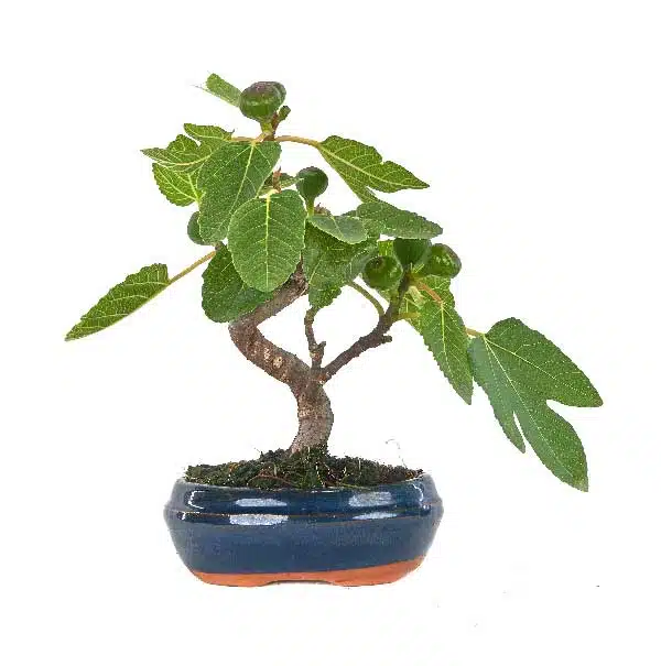 ficus carica bonsai