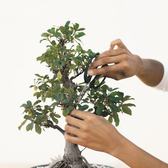 poda de bonsái