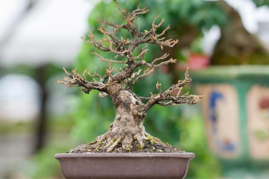 bonsai enfermo