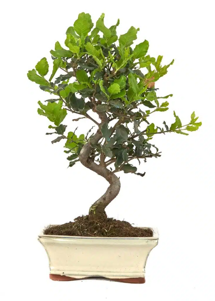 alcornoque bonsai