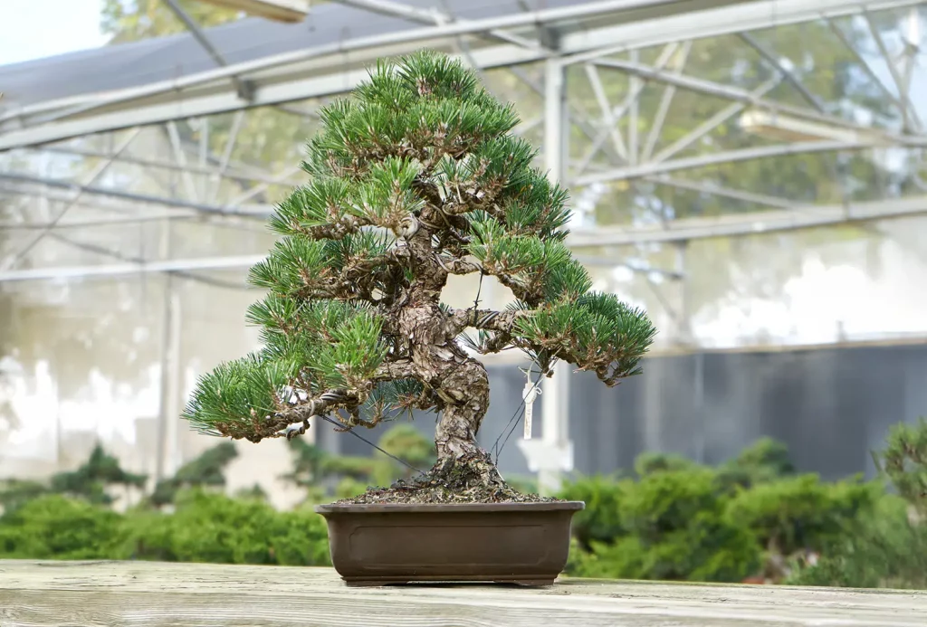 bonsai de coniferas