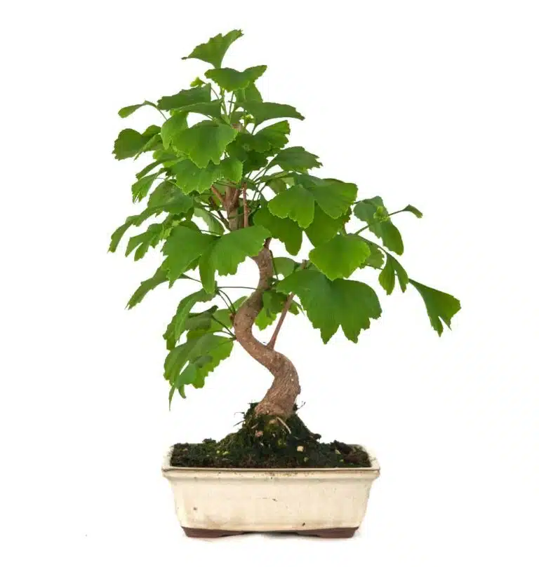 ginkgo biloba bonsai