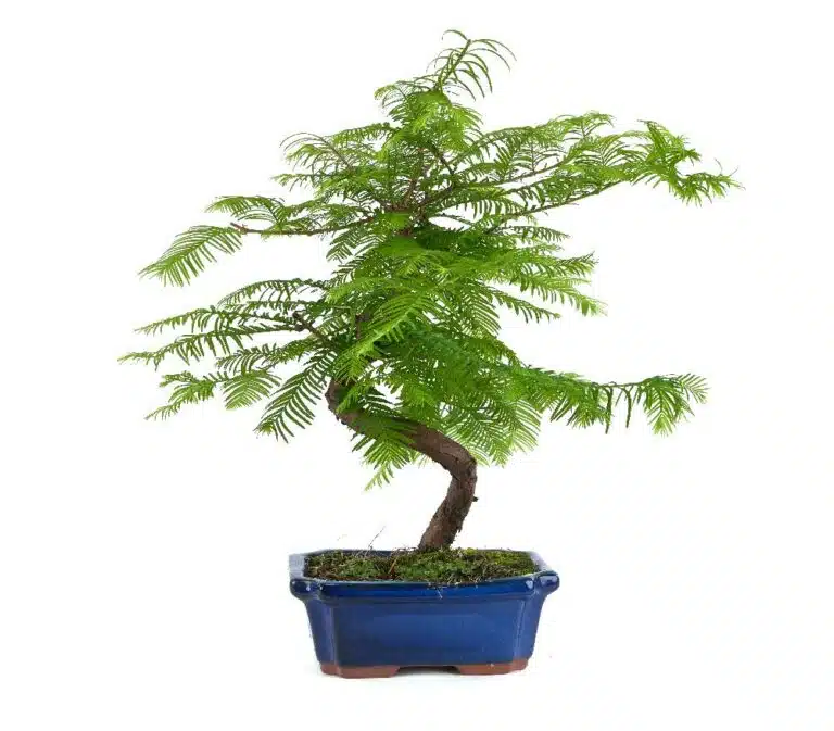 metaequoia bonsai