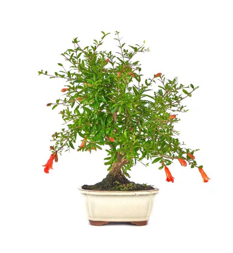 granado bonsai