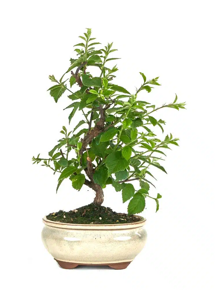cerezo almendro bonsai