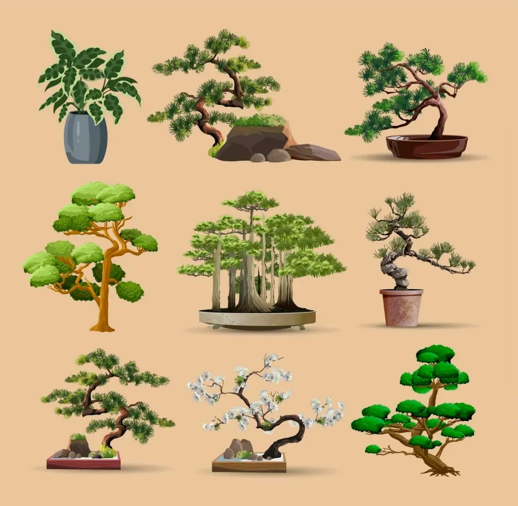 tipos de bonsai segun especies
