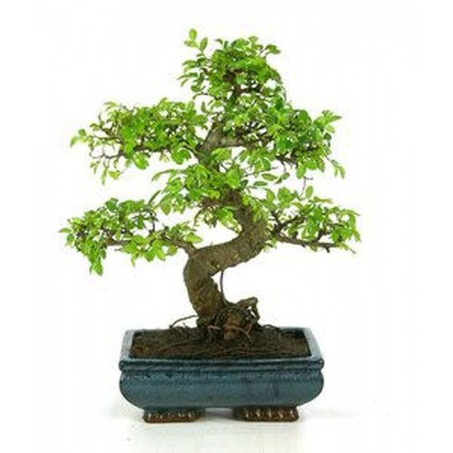 bonsai hoja perenne
