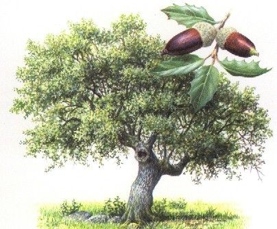 familia fagáceas caracteristicas