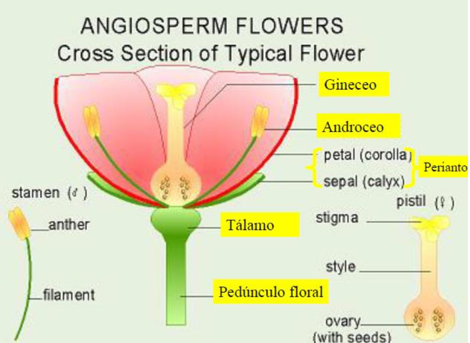 partes de una flor