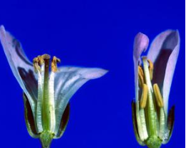 verticilios de una flor