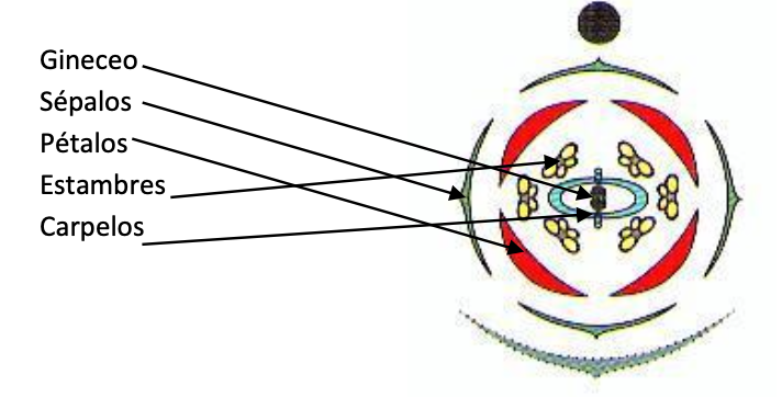 alternancia de los verticilios