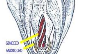 flor aciclica y cilica
