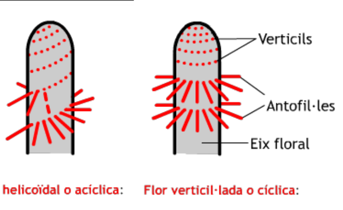 flor helicoidal