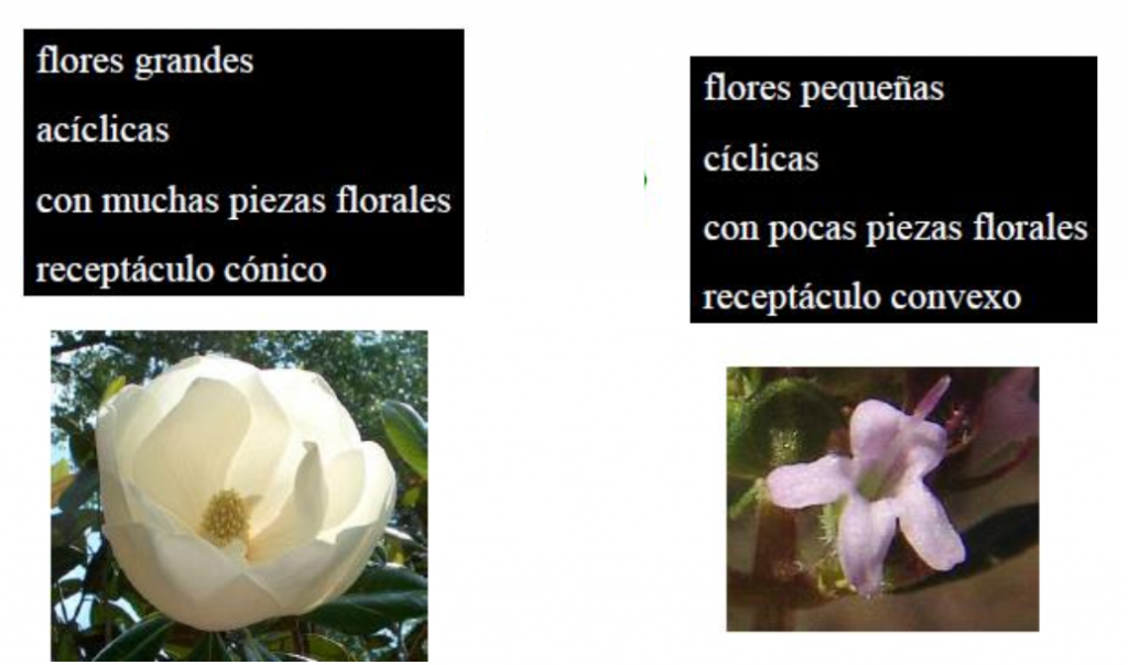 flores grande y pequeñas