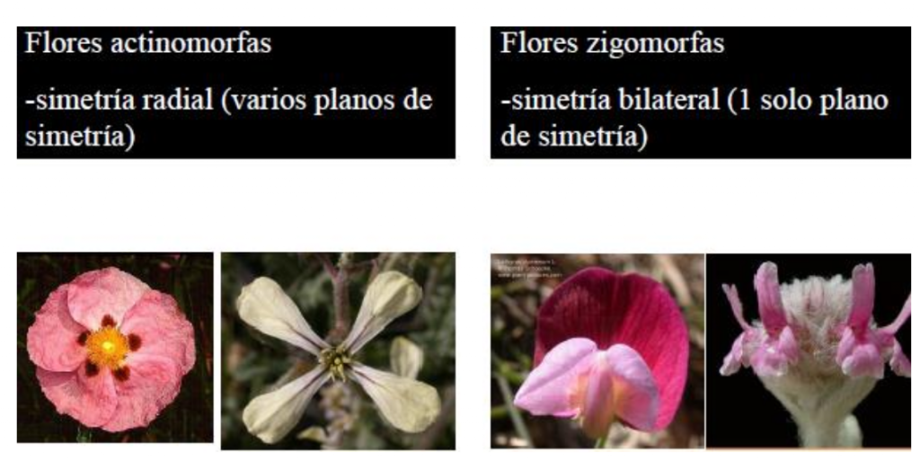 flores actinomorfas y zigomorgas