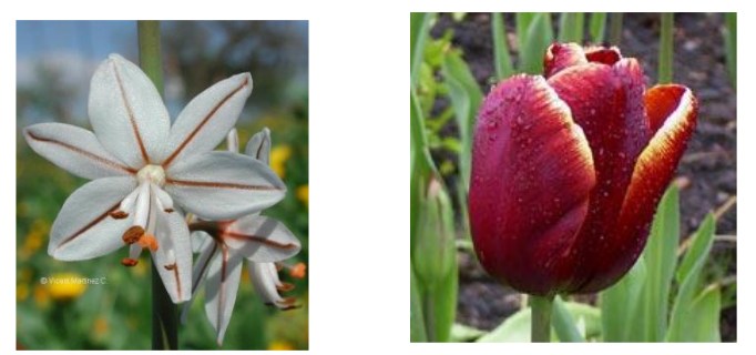 perianto homoclamideo