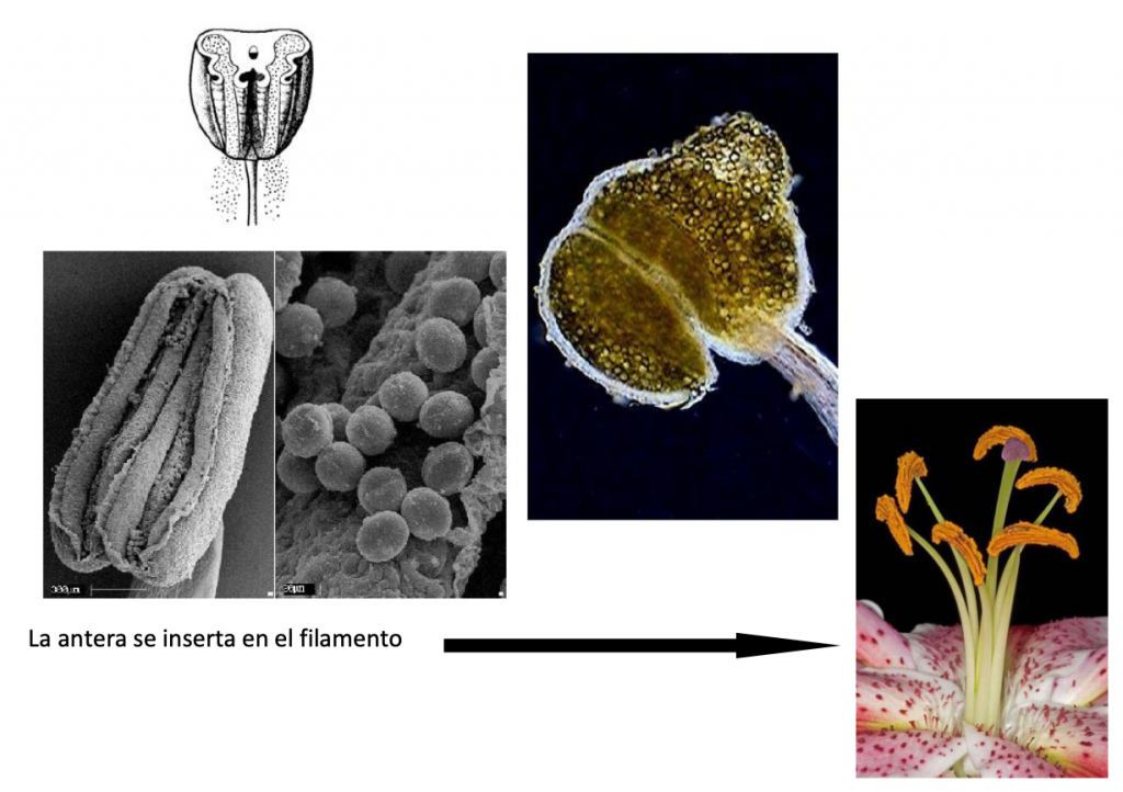 dehiscencia de anteras