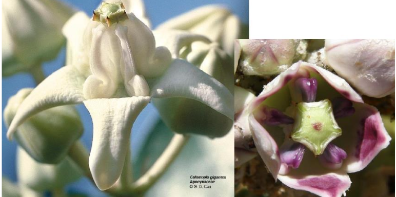 androceo ginestémono