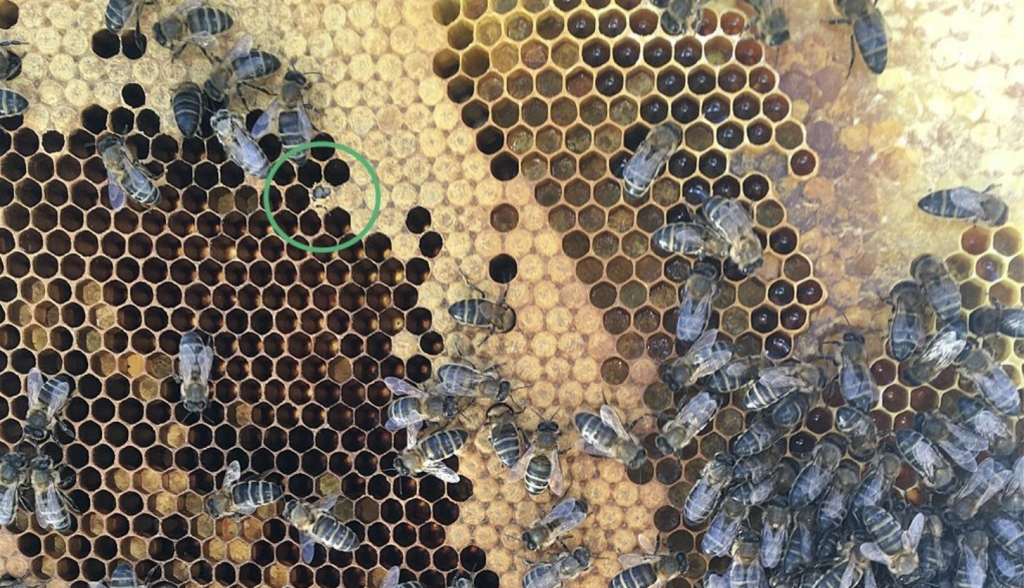 abejas de valdeolivas