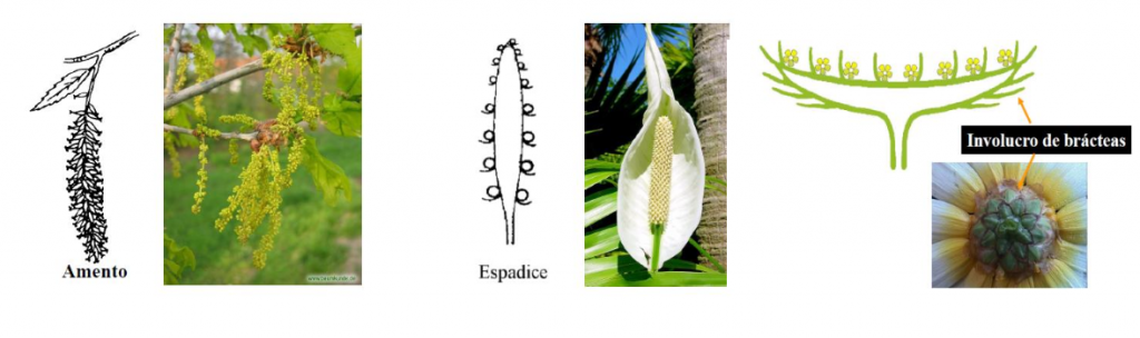 inflorescencias racemosas