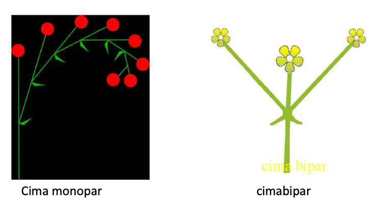 inflorescencias cimosas