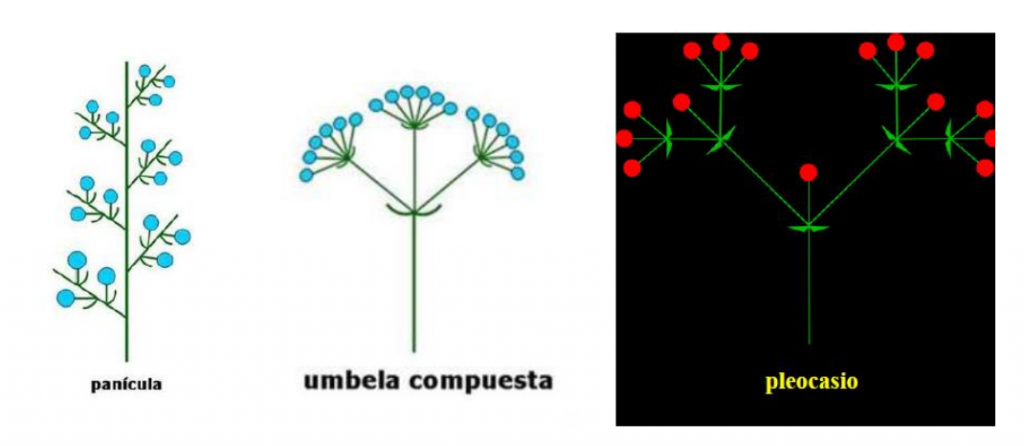 inflorescencias compuestas