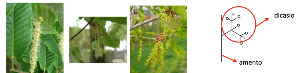 inflorescencias masculinas fagaceas
