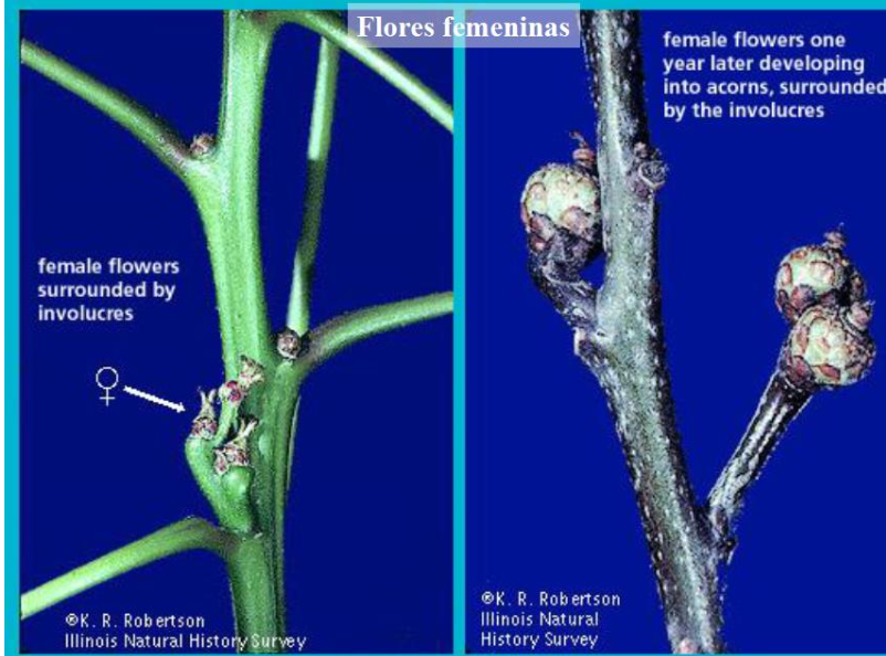 flores femeninas fagaceas