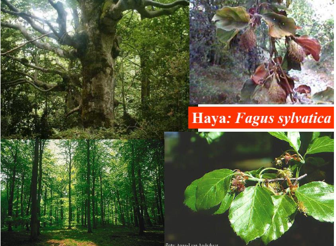 haya fagaceas