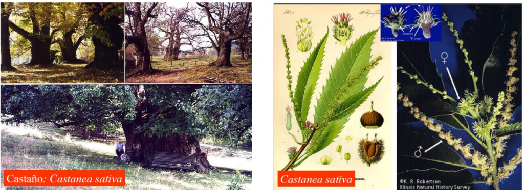castanea fagacea