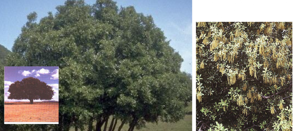 quercus rotundifolia