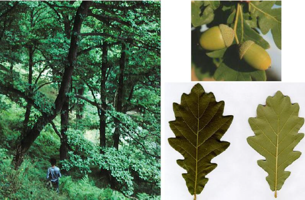 quercus robur