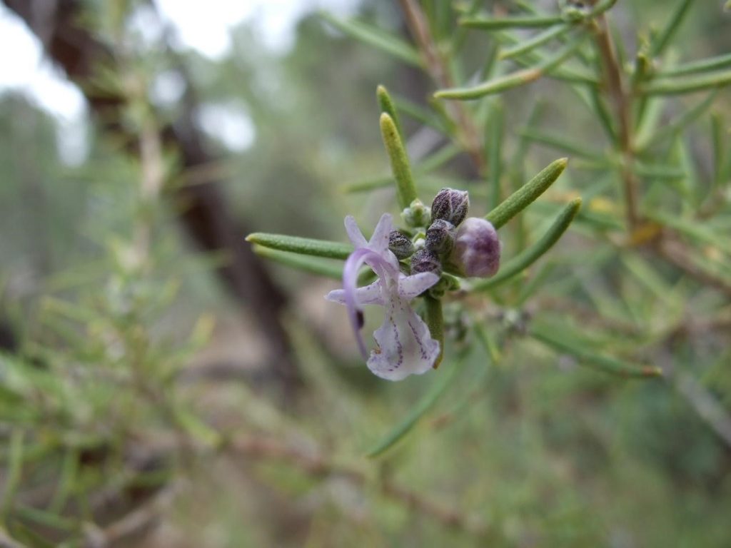 flor de romero en Valdeolivas