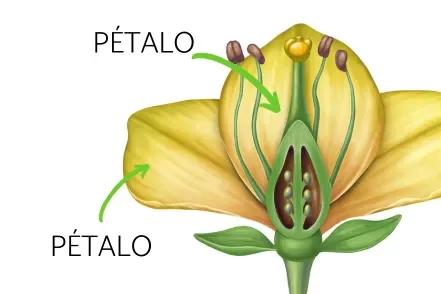 pétalo de una flor