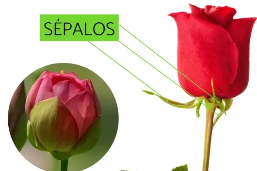 sepalos de una flor