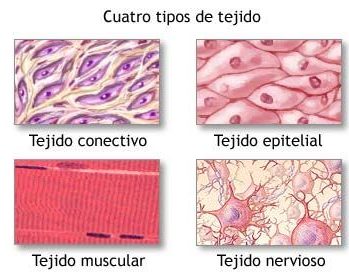 tejidos celulares