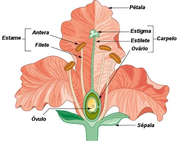 sistema reproductivo flor