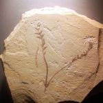 6d3aa5a8c8772b6ffb5565a5c03511cc