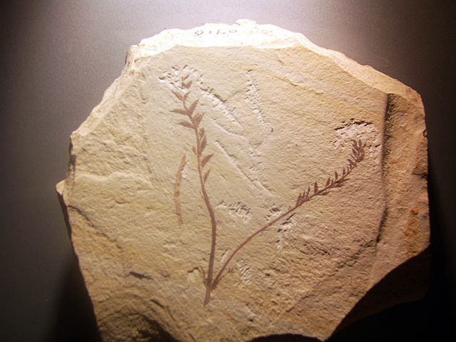 Archaefructus Liaoningensis