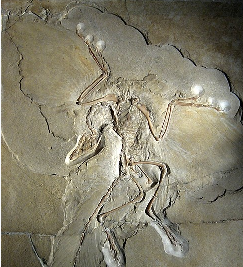 dinosaurio con plumas