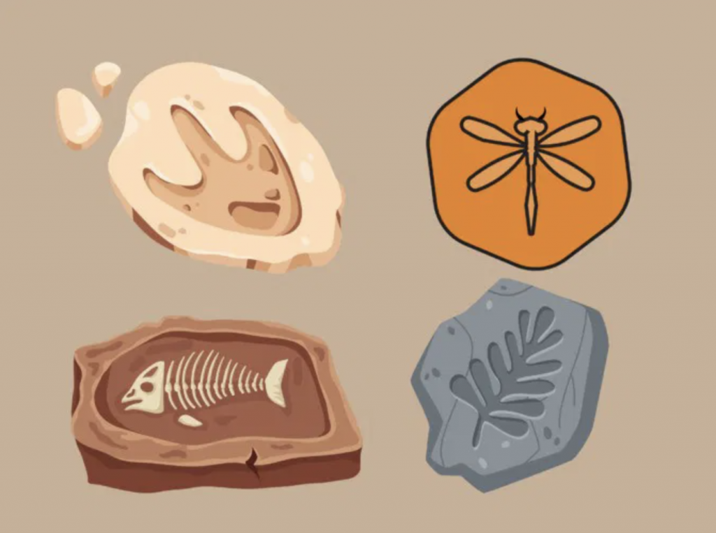 tipos de fosilizacion