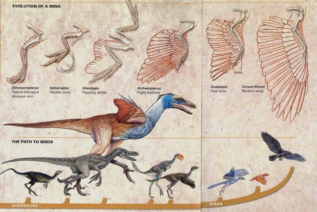 las aves son dinosaurios